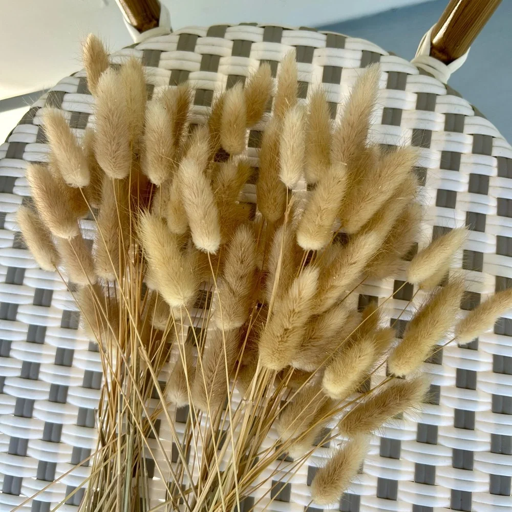 Dried Bunny Tail Grass Stems Natural Beige Floral Craft Bundle
